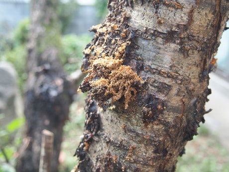病気・虫害による危険木