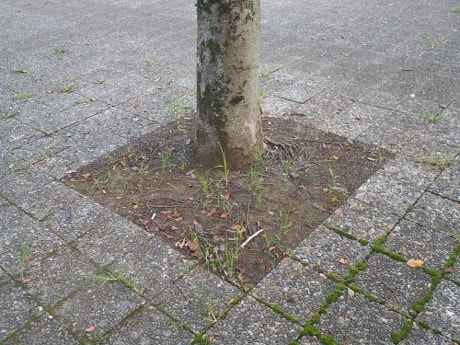 植栽桝が狭い・浅い危険木