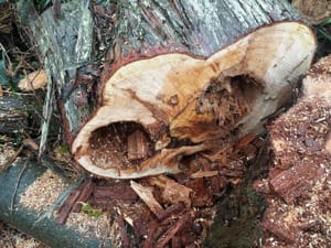 立木内部が腐っている状態2