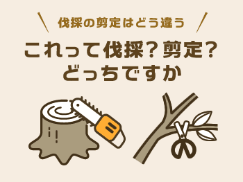 伐採?剪定?これはどっち