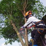 ホームページリニ…