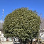 選定と伐採のご用…